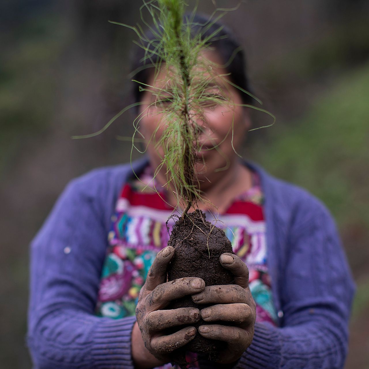 Eine Frau mit Baumsetzling