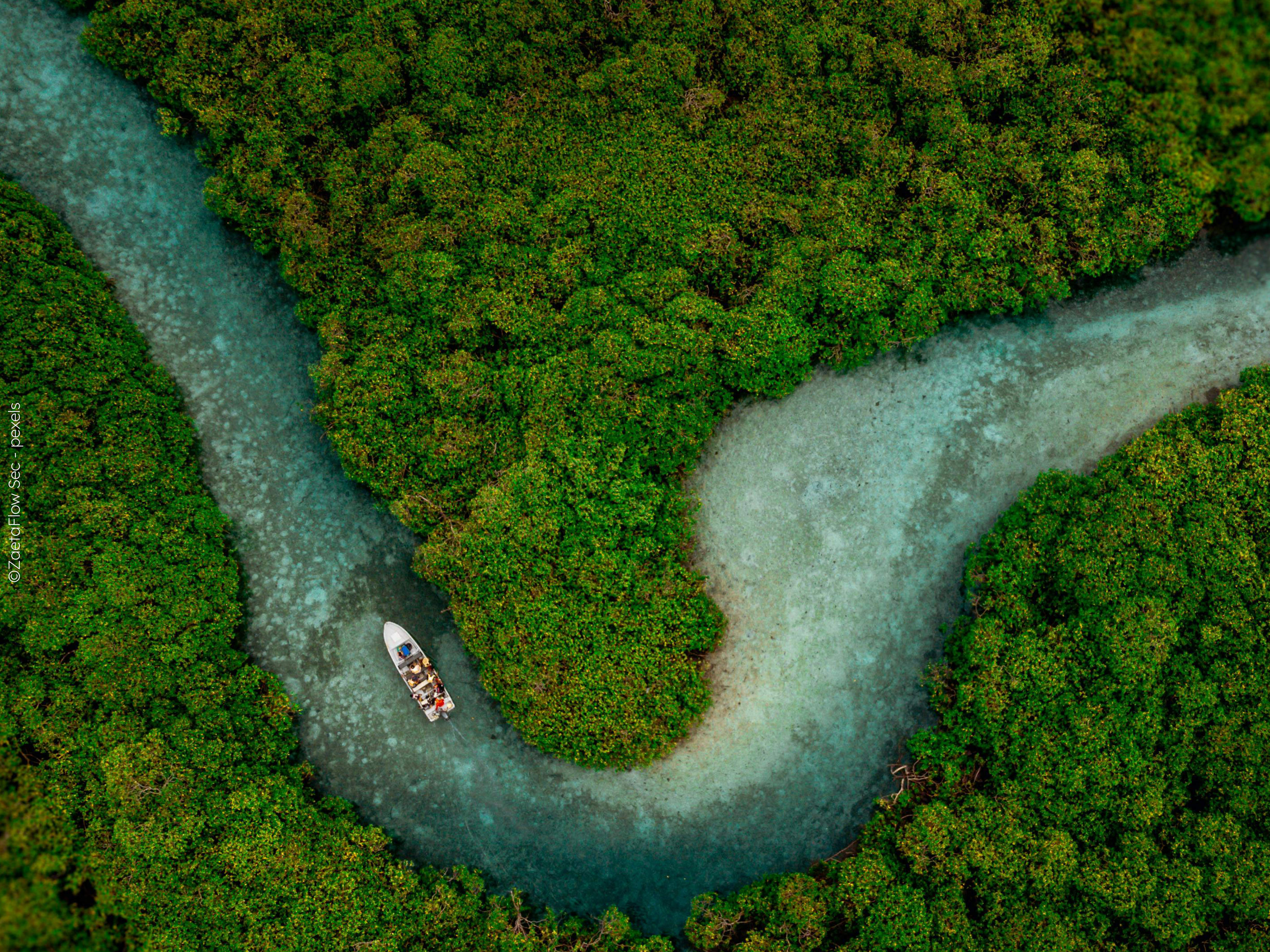 Luftaufnahme eines tropischen Regenwalds, durch den sich ein Fluss zieht.