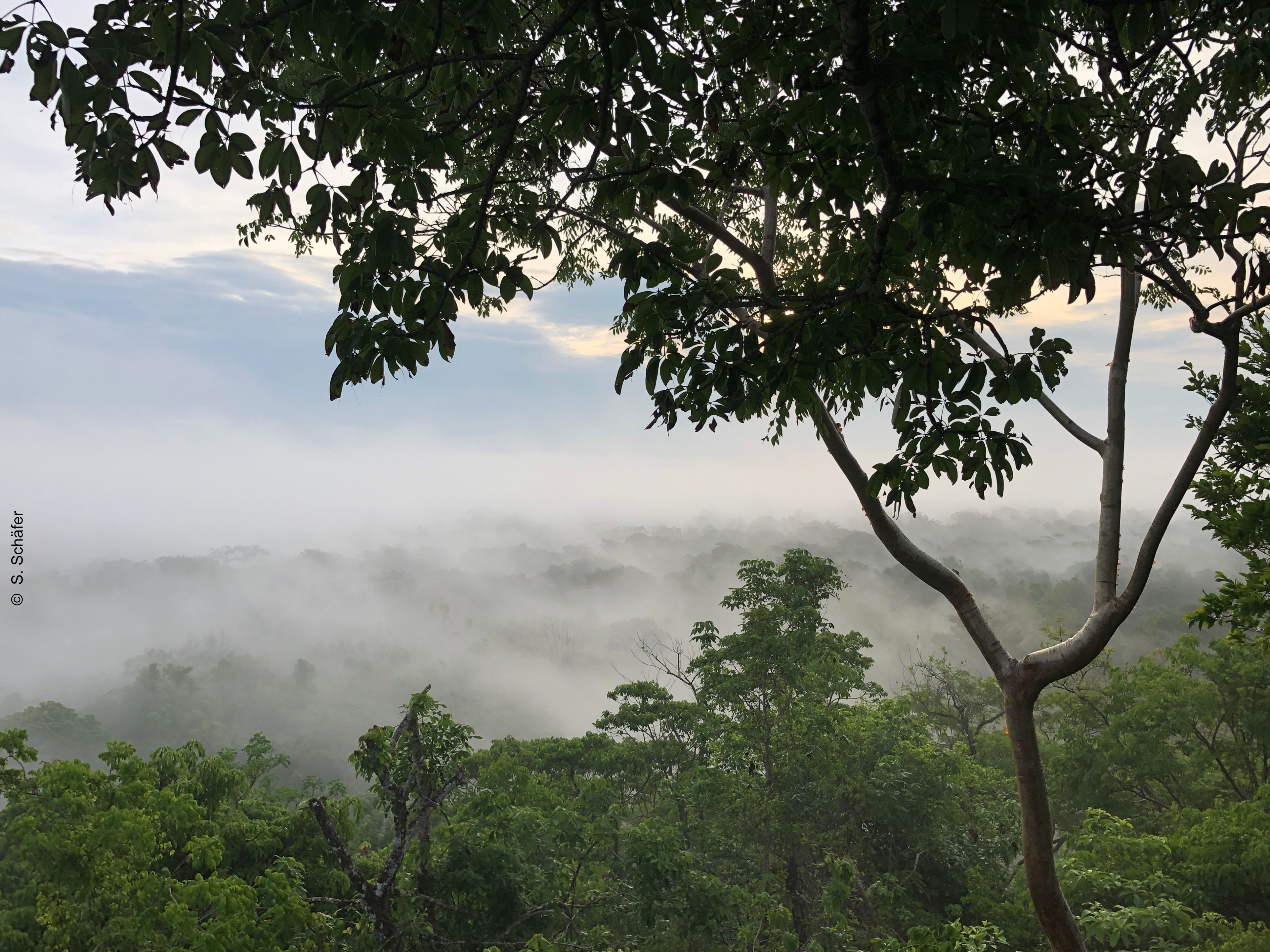 Tropenwald in Guatemala