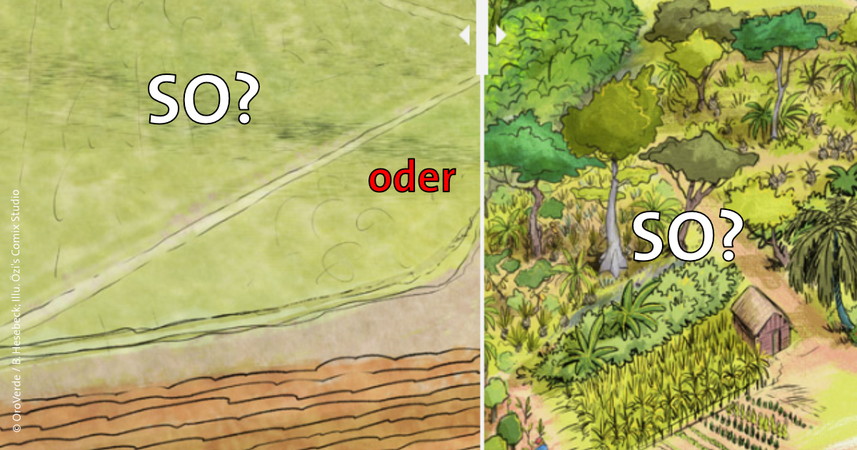 Agroforst: Regenwald & Klima schützen – Dein Leitfaden