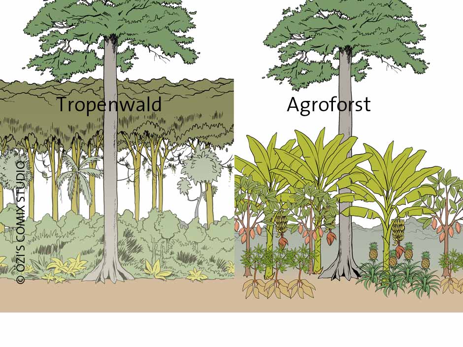 Ihre Spende für Agroforstsysteme schützt den Regenwald vor Brandrodung © ÖZI'S COMIX STUDIO