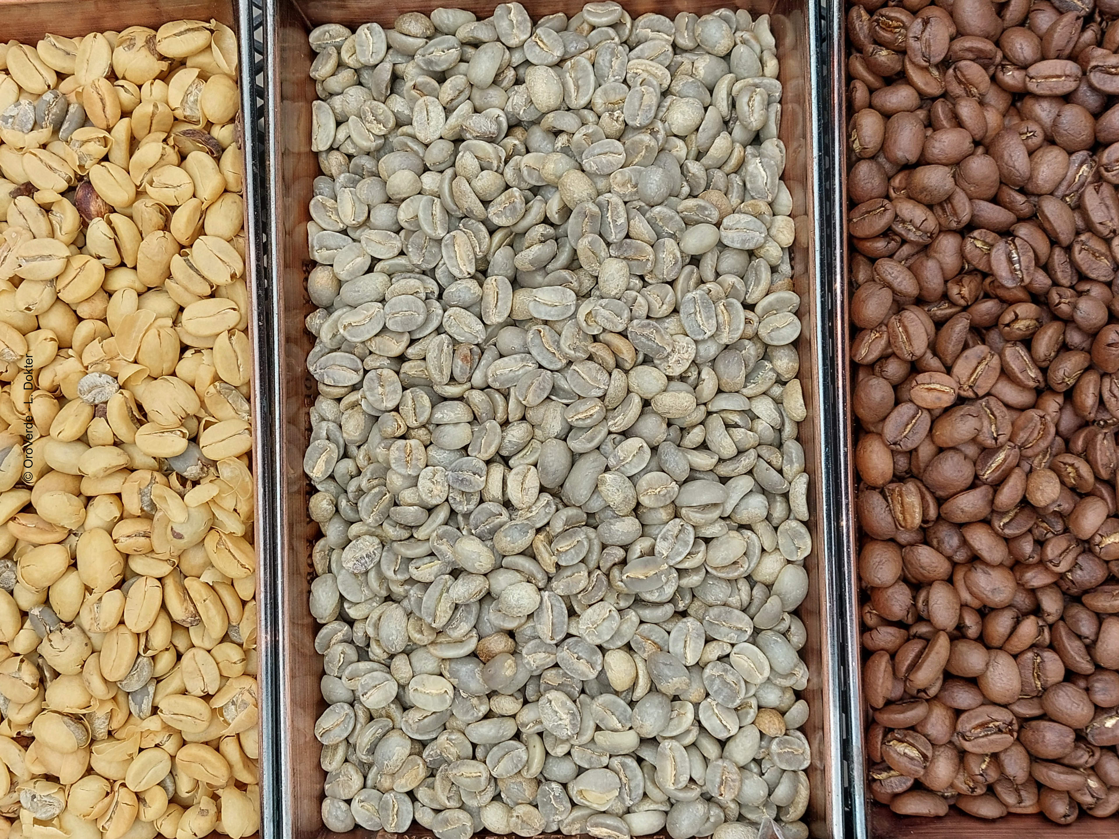 Gelbe, grün-graue und braune Kaffeebohnen aus verschiedenen Röststufen auf Holztabletts.