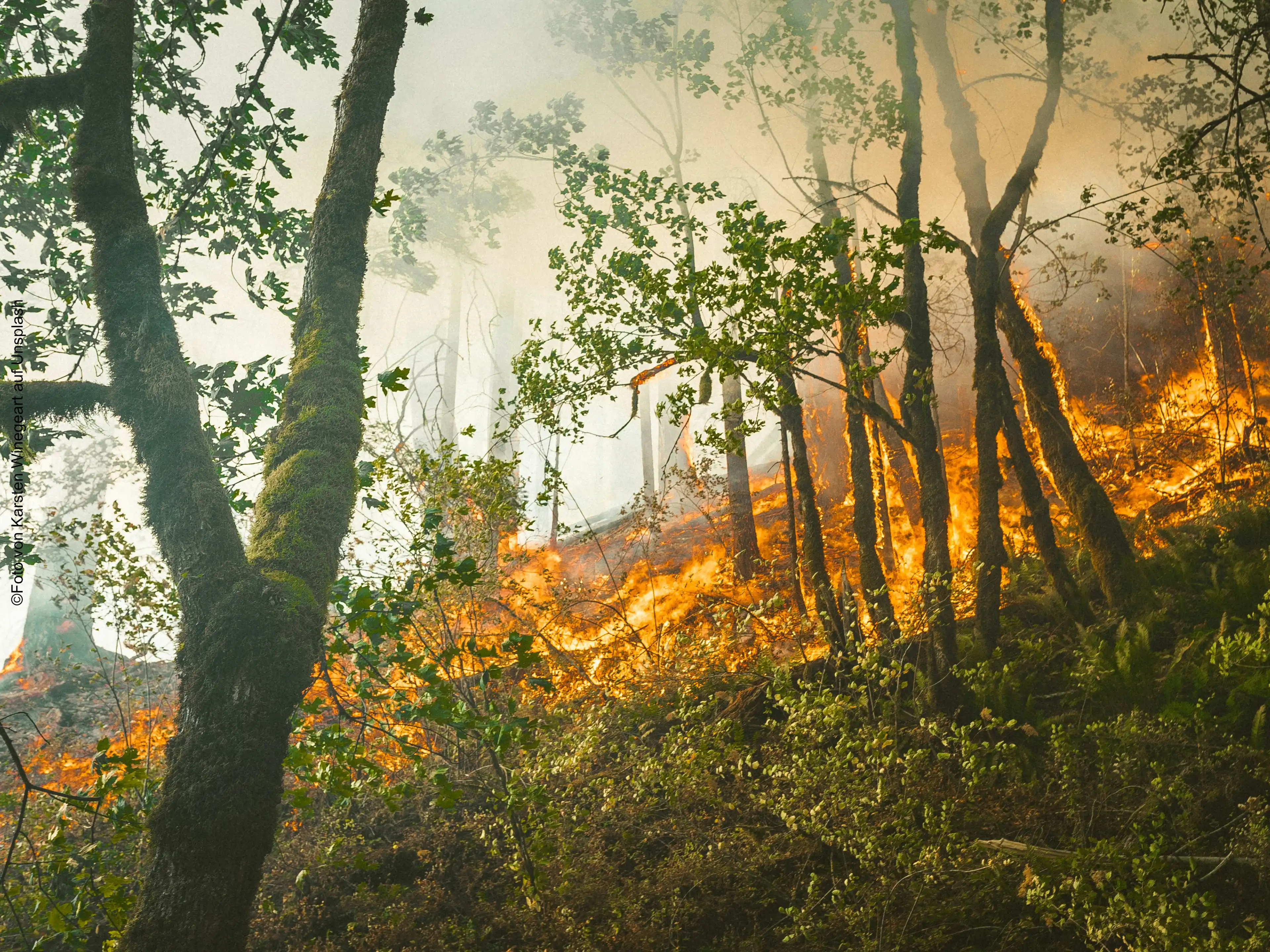 Heftiger Brand in einem Waldstück